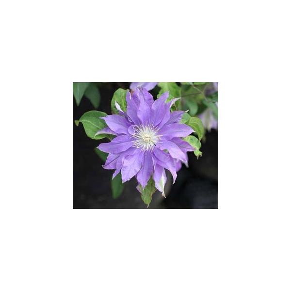 原種クレマチス 東和のカザグルマ （飛竜） : 日本花卉ガーデン