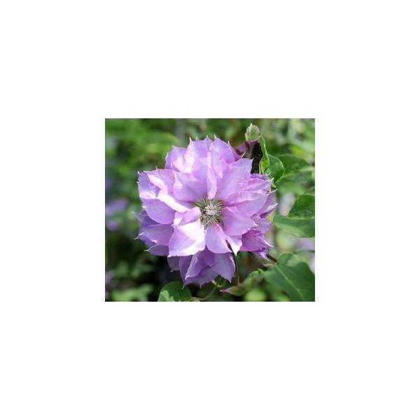 nihonkaki_z-1084235
