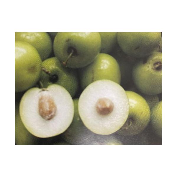 インドナツメ（印度棗）《果樹苗》 4寸ポット植え : 日本花卉ガーデン