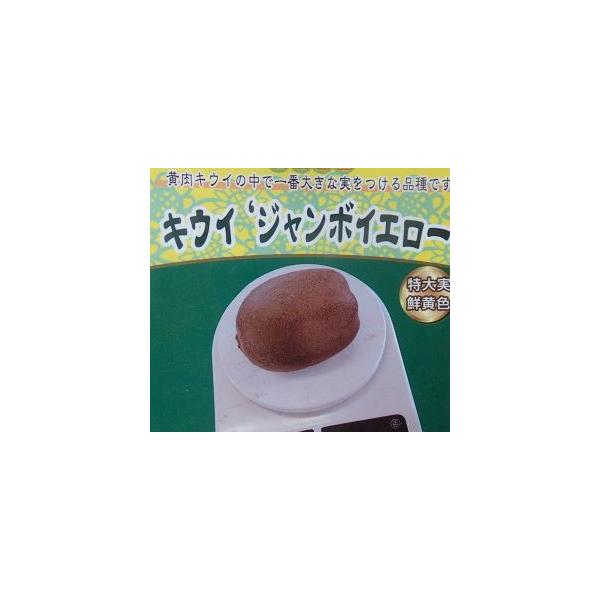 規格：5号ポット植え、又は根巻き苗、接ぎ木1年生苗、樹高：80センチ程度キウイフルーツ（キウィフルーツ）は家庭栽培でも果実の収穫が容易で大変人気のある家庭果樹です。キウイフルーツ：ジャンボイエローは、黄色果肉系品種の中で最も大きな実をつける...