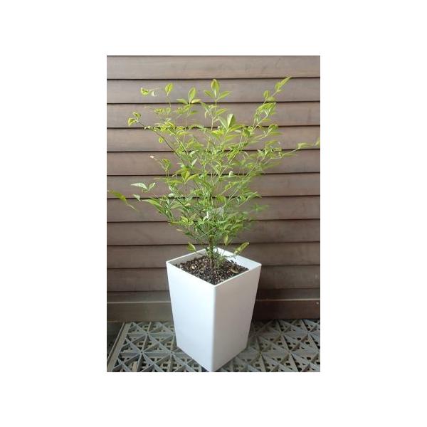 白南天（シロナンテン）白実南天　白実の南天メギ科ナンテン属　常緑低木6寸スクエア鉢植え＊お届け時期により写真のように葉の茂り具合等は異なりますので、ご理解下さい。◎南天（ナンテン）は、古来の昔より「難を転ずる」という語呂から、厄除けや魔よけ...