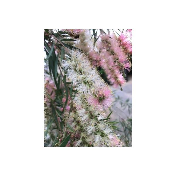 カリステモン　インジューンキンポウジュ（金宝樹）ブラッシノキ4寸ポット植え　樹高50〜80センチ程度　＊お送りする時期により切り戻しを行っている場合があります。フトモモ科カリステモン属（ブラシノキ属）オーストラリア原産　超希少なカリステモン...