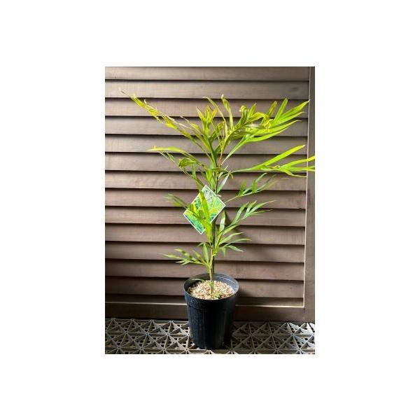 グレビレア ゴールド バイレアナ 根付き鉢物苗 高さ1.4m 6号鉢 G1