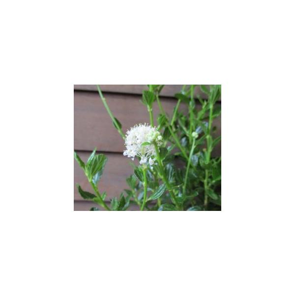 白花カリフォルニアライラック（白花セアノサス）　スノーフリューリ　4寸ポット植えクロウメモドキ科　セアノサス属、北アメリカが原産半耐寒性常緑低木花期：４月〜６月頃白花のセアノサスが新登場！葉も光沢があり、花が無い時でも鑑賞価値あり！■管理の...