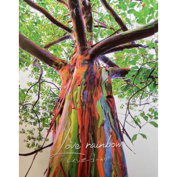 超珍品！　レインボー色のユーカリ！レインボーユーカリ（ミンダナオガムツリー）7寸鉢植え木が大きく太く生長すると、樹皮が剥がれて、青、紫、橙、茶色など虹色(レインボー色)の幹になります！木が若いとレインボー色にはなりませんのでご注意ください！...