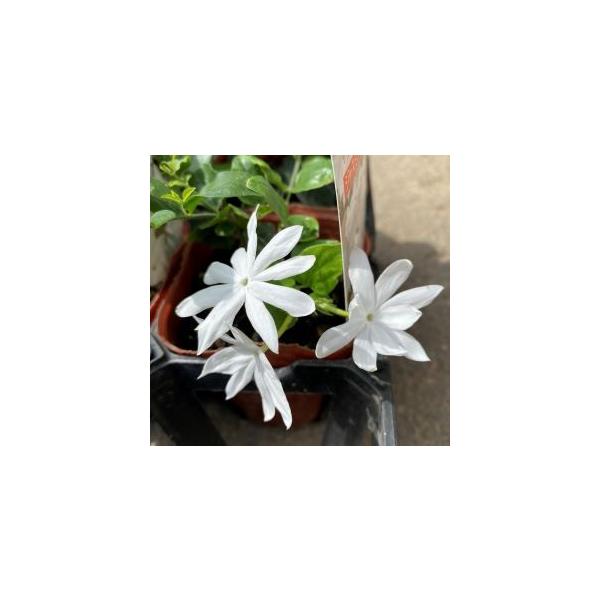 ジャスミン　花美人３寸ポット植え　樹高10〜20センチ程度ジャスミン　花美人：香りのよいジャスミンの仲間です。花付きがとても良く、特に秋〜初夏によく開花します。