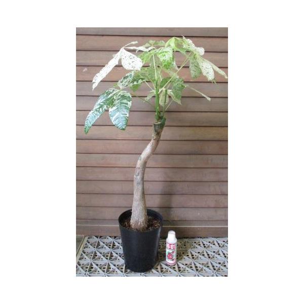 パキラ ミルキーウェイ 斑入り葉（6寸鉢植え、観葉植物）＊現品販売