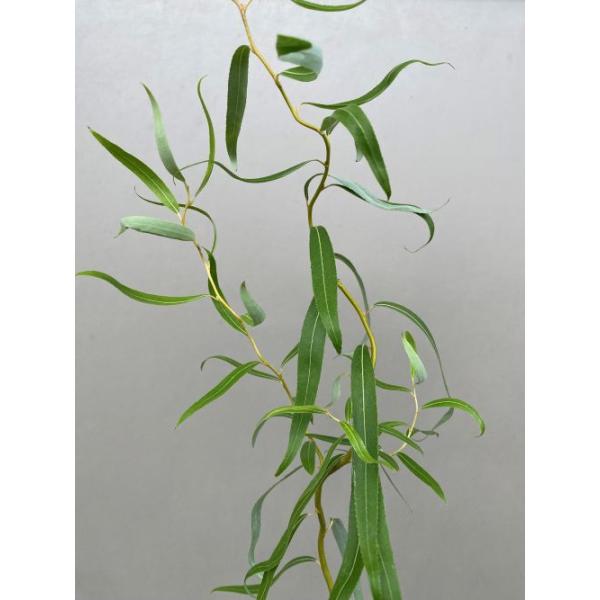 ウンリュウヤナギ、雲竜柳（雲龍柳）5寸鉢植え　樹高50〜70センチ程度ヤナギ科落葉高木枝だけではなく、葉もねじれる性質を持つ柳で、ねじれながら垂れ下がる姿が特徴的な柳です。■管理のポイント日光を好みますので日当たりのよい場所で管理してくださ...