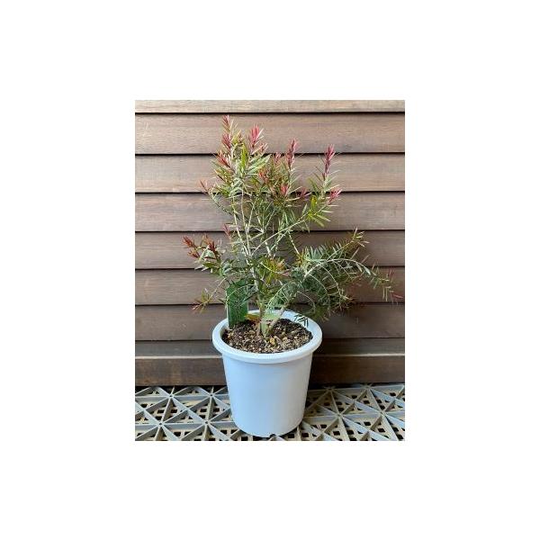 メラレウカ レッドジェム（5寸鉢植え） : 日本花卉ガーデンセンター