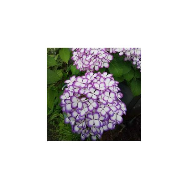 テマリアジサイ　ムラサキシキブ9センチポット手毬紫陽花（テマリアジサイ）紫式部　：紫陽花は、手毬咲の花に鮮やかな紫色の覆輪が入る美しい紫陽花です。