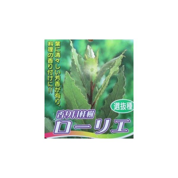 月桂樹　ローリエ 香り月桂樹 ローリエ （6寸鉢植え） 選抜種 樹高40〜60センチ