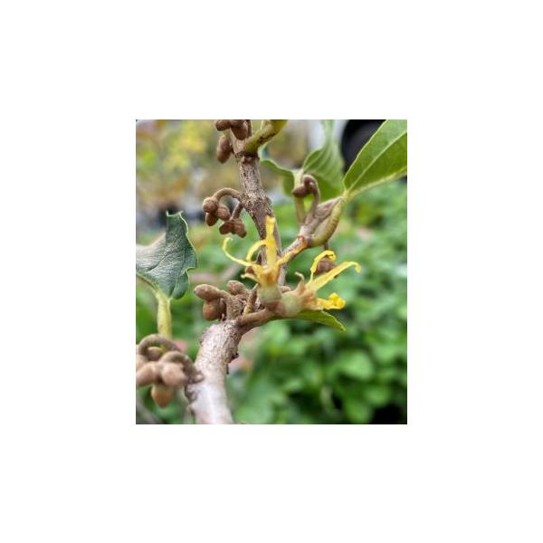 黄花万作（キバナマンサク）３寸ポット植え