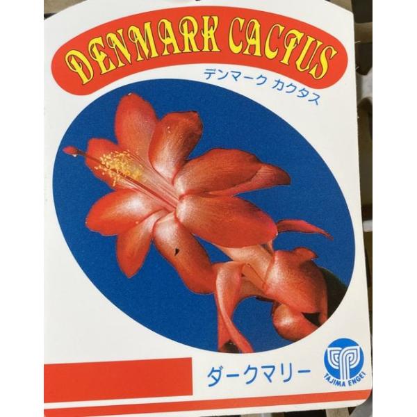 デンマークカクタス ダークマリー （シャコバサボテン） 5寸鉢植え