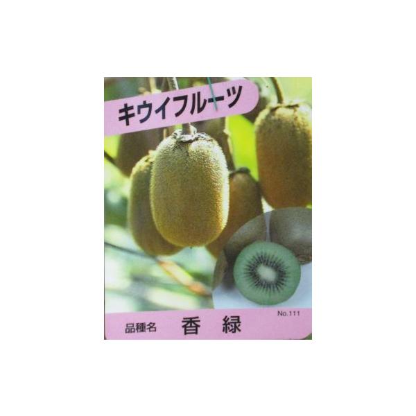 キウイフルーツ苗　緑香規格：5号ポット植え接ぎ木1年生苗、樹高：80センチ程度キウイフルーツ（キウィフルーツ）は家庭栽培でも果実の収穫が容易で大変人気のある家庭果樹です。<br>キウイフルーツ：香緑　こうりょく　（メス木）は果肉...