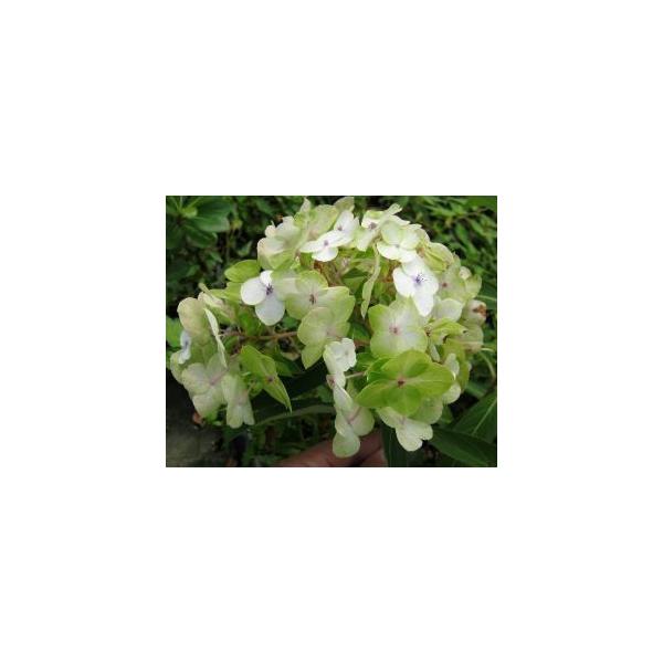 　アジサイ　アスペラ　テマリ咲き：紫陽花　アジサイ9センチポット植えアジサイ　アスペラ　テマリ咲き：　花はてまり咲きの白花。四季咲き性で半常緑品紫陽花。