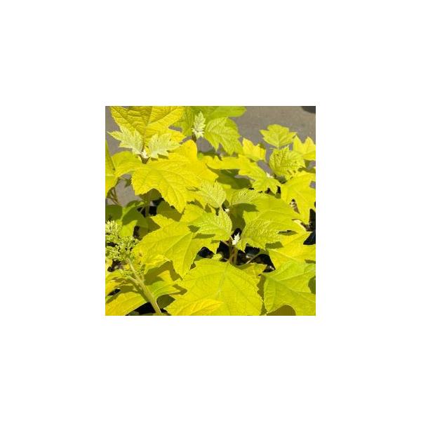 黄金葉柏葉紫陽花　リトルハニー（黄金葉カシワバアジサイ）5寸鉢植え黄金葉柏葉紫陽花　リトルハニー（黄金葉カシワバアジサイ）：柏葉紫陽花の黄金葉品種。花は白花の一重咲。樹高1メートルにもならない矮性品種で剪定等はほとんど不要です。春の新葉は黄...