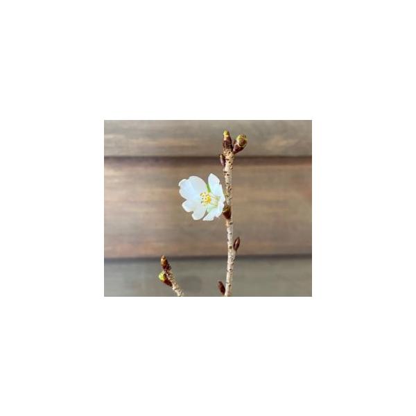 信濃寒桜：秋と春に開花する、二季咲桜（四季桜）。花は小輪で白〜淡い桃色に色が変化するとても可愛らしい二季咲き桜です。