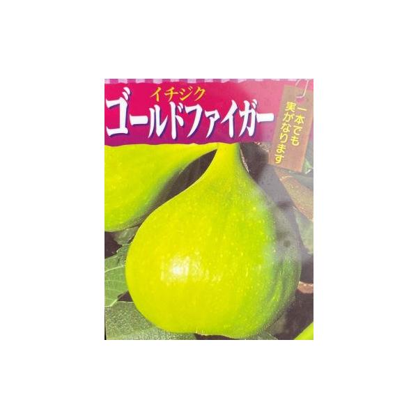 イチジク ゴールドフィグ 実付き特大苗 果樹 イチジク ゴールド