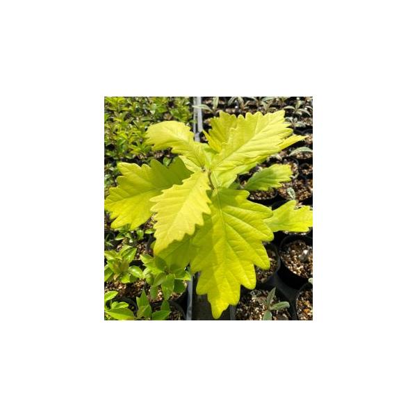 黄金葉カシワの木　黄金葉柏　　黄金柏の木６寸鉢植え　接木　樹高50〜8０センチ程度超希少な美しい黄金葉の柏の木！ ナラガシワの園芸品種である、オウゴンカシワ（黄金柏）ではありません！本物の柏の木の黄金葉品種です！カシワ（柏の木）は、五月の節...