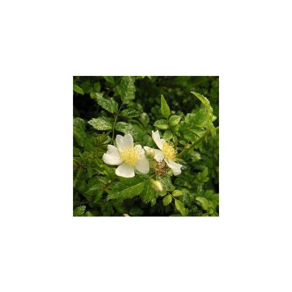 5寸鉢植え斑入り葉　ノイバラ ：葉に美しい斑が入るノイバラです。