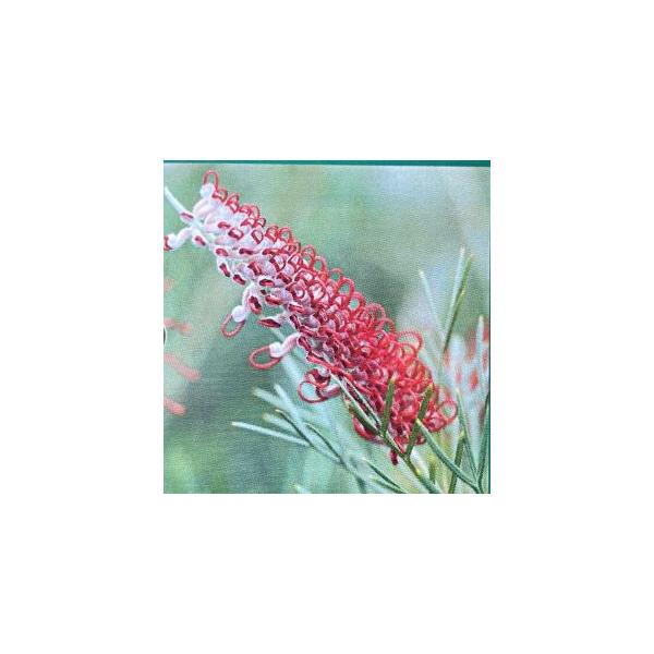 グレビレア キングスセレブレーション 5寸鉢植え : 日本花卉