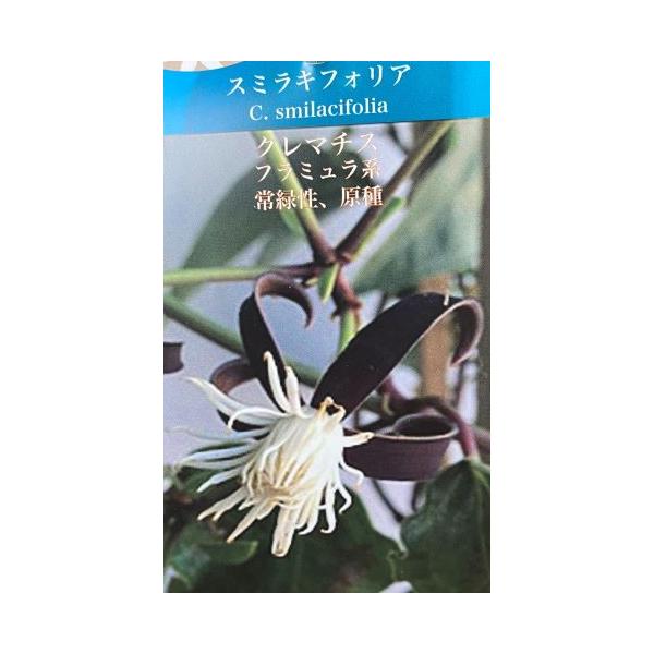 nihonkaki_z-1084649