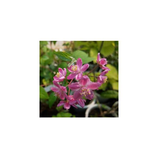 ウツギ　ロゼアリンド9センチポット、高さ10〜20センチ内外ユキノシタ科ウツギ属落葉低木花期：春　5月〜6月頃花は星形でかわいらしいピンク色の小花をたくさん咲かせます。■管理のポイント丈夫な植物で、暑さ寒さにも大変強い栽培しやすい植物です。...