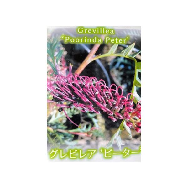 グレビレア プーリンダ ピーター （6寸鉢植え 大株！） : 日本