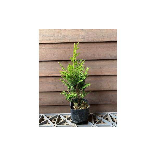 黄金八房ヒノキ7.5センチポット植え黄金に輝く葉をもつ八房ヒノキ（新葉の時が一番黄金色です）