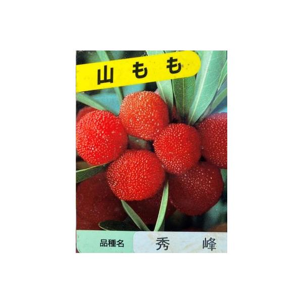 山桃　ヤマモモ　秀峰15センチポット苗ヤマモモ（山桃）は、昔山奥に生え、桃のような真っ赤な果実をつけるため、命名されたとされています。別名、楊梅（ようばい）、山桜桃などとも呼ばれます。ヤマモモは雌雄異株ですが、町中の街路樹や公園に植えられて...