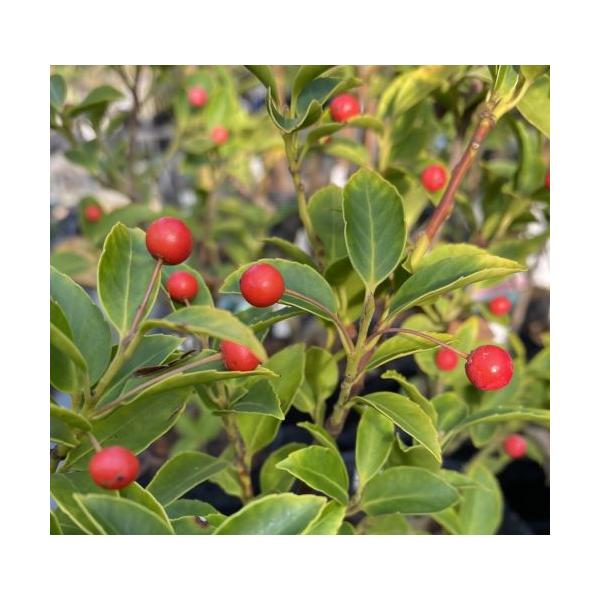 クロソヨゴ　黒ソヨゴモチノキ科 / モチノキ属3寸ポット植え＊雌雄不明です。クロソヨゴは成長も遅く全体的に小ぶりな樹形です。樹肌が黒い事からクロソヨゴと呼ばれています。葉はソヨゴより小さく、縁が鋸状になっており、ソヨゴのような赤い実を付けま...