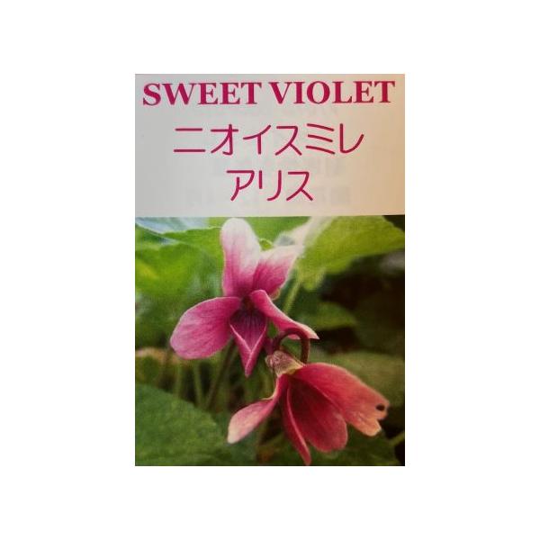 9センチポットスミレ（すみれ）ニオイスミレ　（アリス）■スミレの管理方法日当たりが良く、排水のよい用土・場所を好みます。市販の山野草の土などが最適です。夏場は暑さに弱いため、木陰など半日陰になるような場所に移動して下さい。肥料は液体肥料を生...