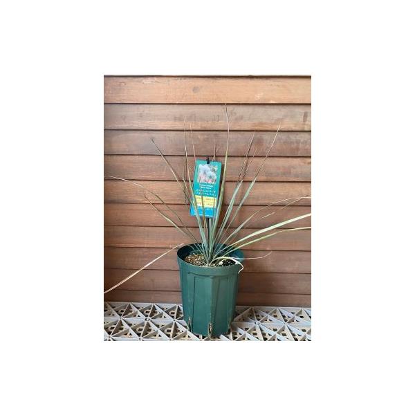 ユッカ　ロストラータ　ブルーベルベット ユッカ ロストラータ ブルーベルベット ユッカ ロストラータ