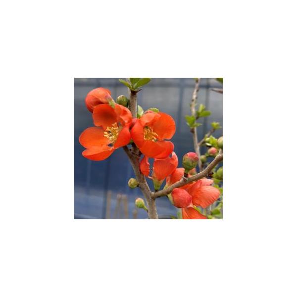 クサボケ（草ボケ）別名：シドミバラ科ボケ属9センチポット苗樹形は、１本立ちの場合もありますのでご了承ください。日本原産の固有種で、ボケに似ているが小低木なため草と付けられたそうです。秋には３cm程度の果実がなり、果実酒などに用いられる。