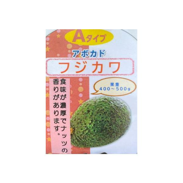 アボカド フジカワ （Aタイプ） 接ぎ木1年生 4寸ポット植え：熱帯果樹