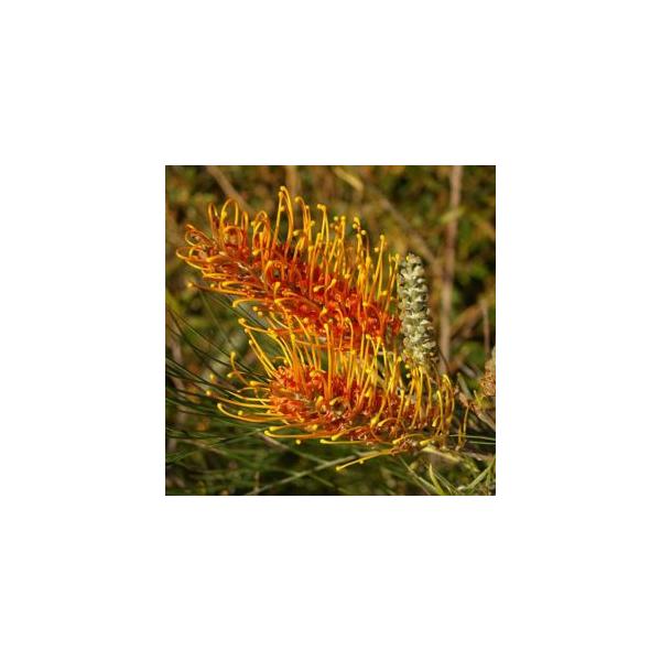 グレビレア ハニージェム 5寸鉢植え : 日本花卉ガーデンセンターYahoo