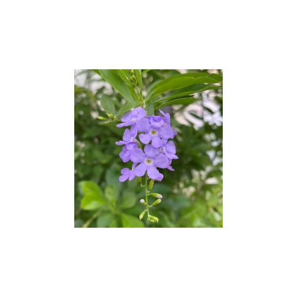 デュランタ　（夏祭り）＊ほのかに甘い香りを放つデュランタ。３寸ポット植えクマツヅラ科南アメリカ原産　半耐寒性常緑低木開花時期：5月〜11月ごろ■育て方のポイント日当たりのよい場所を好みます。冬は弱いため、室内などで管理します。