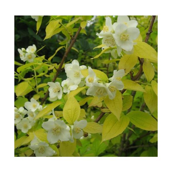 黄金葉バイカウツギ（梅花ウツギ）　一重咲き＊鮮やかな黄金葉のバイカウツギで、香りの良い一重咲きの白花を咲かせます。ユキノシタ科バイカウツギ属  3寸ポット植え　別名「卯の花（ウノハナ）」：落葉低木開花期：５〜６月寒さに強く鉢植えでも管理でき...