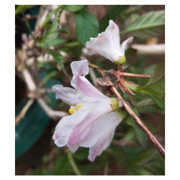 ウメウツギ　ピンク花　（梅卯木）9センチポット、高さ10〜20センチ内外ユキノシタ科ウツギ属落葉低木花期：春　5月〜6月頃梅の花の形に似た薄いピンク色の花を咲かせる珍しいウメウツギ。花付きも良く丈夫な品種です。