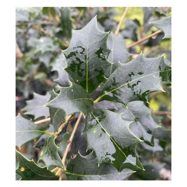 オニヒイラギ（鬼柊）：魔よけの木として有名なオニヒイラギ！６号ポット植え難あり株のため、半額でご提供！・強剪定しています・葉に虫食い穴が多数あり・根が浮き出ています