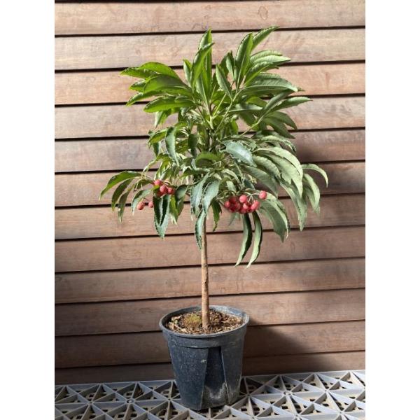 実付き！　桃実万両（マンリョウ）　ピンクパール　ピンク実万両5寸鉢植えとても可愛らしいピンクの実を付ける万両です！！お正月の縁起物（演技植物）として、赤や白、ピンクの果実や緑の葉や斑入り葉などを楽しむ植物です。■管理のポイント直射日光の当た...