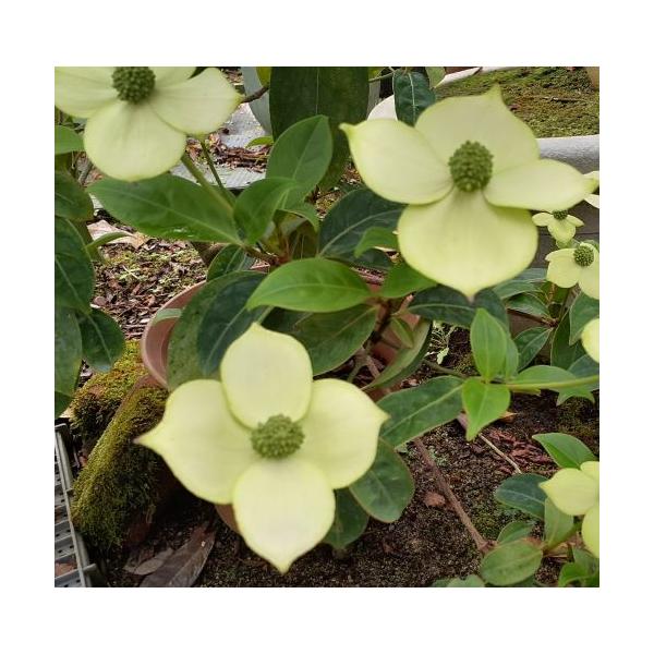 常緑黄花山法師（ヤマボウシ）　4寸ポットト植えヤマボウシ（やまぼうし、山法師、山帽子）は、街の街路樹などにも使用され、庭木としても人気の高い品種です。樹形も美しく、夏の花も、秋の紅葉も美しく、品種も豊富でご家庭のシンボルツリーとしても最適な...