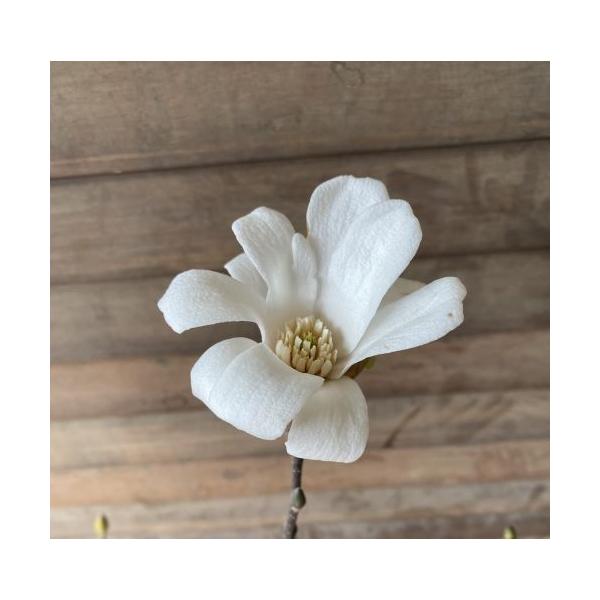 コブシ 6寸鉢植え : 日本花卉ガーデンセンターYahoo!店 - 通販 - Yahoo