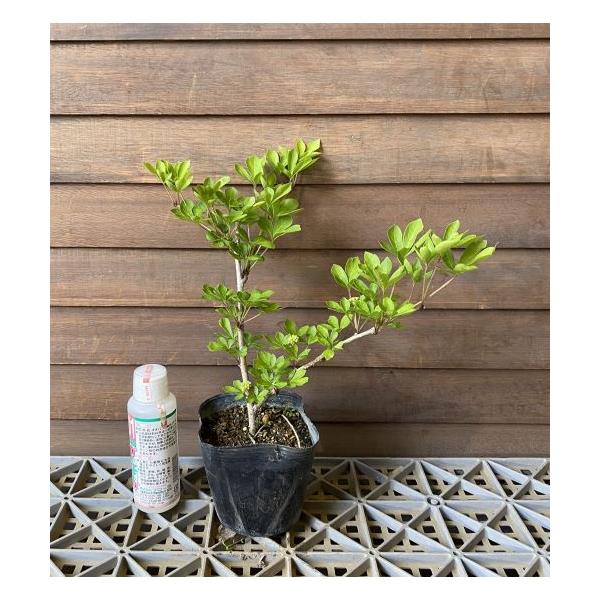 トゲナシヒメウコギ 駿河路 棘無し （姫うこぎ）：果樹苗 姫ウコギ 姫