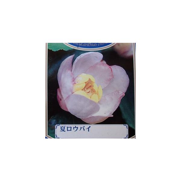 ナツロウバイ　夏ロウバイ白地に淡いピンク色が縁どる花びらがとても美しいロウバイです。規格：7寸鉢植え樹高：80〜100cm程度（株立ち）