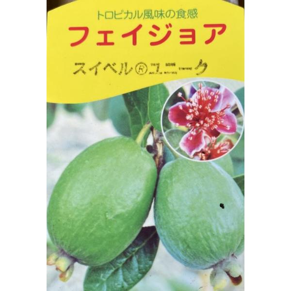 フェイジョア ユニーク フェイジョア・ユニーク| 種・苗・ガーデニング用品の【タキイ