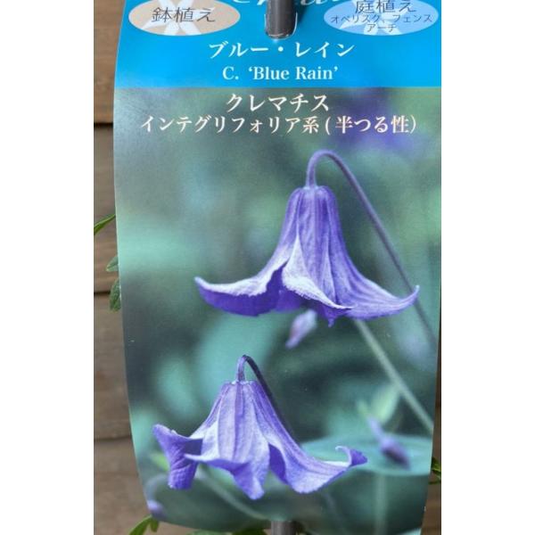 ブルーレイン4.5寸ロング鉢植えクレマチス：ブルーレイン（インテグリフォリア系）：誘引しやすい半つる性。オベリスクやフェンスとの相性が良い。爽やかな青紫色は名前の通りの雰囲気。フワフワ咲く花姿は可愛いと人気！