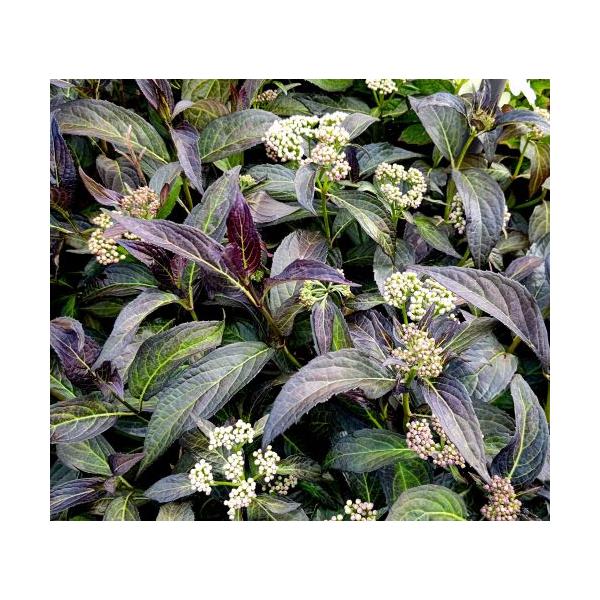 黒龍　：山紫陽花　ヤマアジサイ9センチポット植え黒龍：山紫陽花は、黒く細い葉がスタイリッシュなヤマアジサイ。