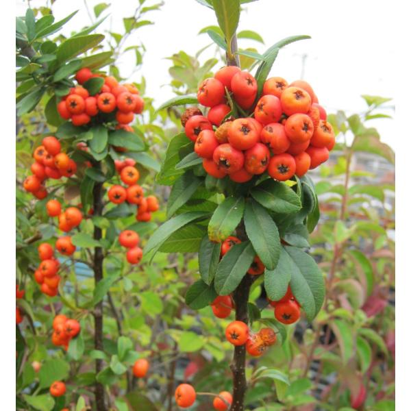 とげなしピラカンサス　オレンジ実　大実　橙色の実バラ科　半常緑低木3寸ポット植え、高さ2０〜30センチ内外珍しいとげなしのピラカンサです。実は赤というよりもオレンジ色に近い色になるようです。