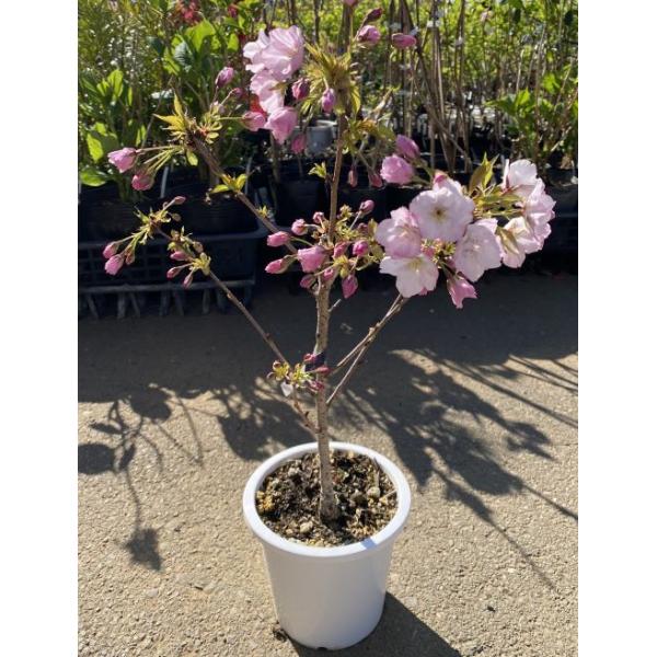 一才桜　旭山桜（旭日山桜）　テーブル桜　小盆栽　5寸鉢植え（鉢の色・形は見計らいです）開花時期：3月〜4月頃お送りする商品の樹形等は個体差がありますのでご了承願います。